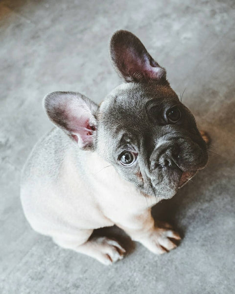 Otto House – Francis the Frenchie, Our Beloved Café Mascot, Enjoying the Otto House Vibe
