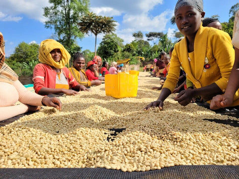 Yirgacheffe Chelbesa Coffee – Parchment Coffee Processing with Skilled Workers in Ethiopia