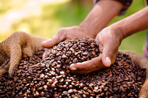 Otto Coffee – Transparency in Sourcing and Ethical Practices for Specialty Coffee